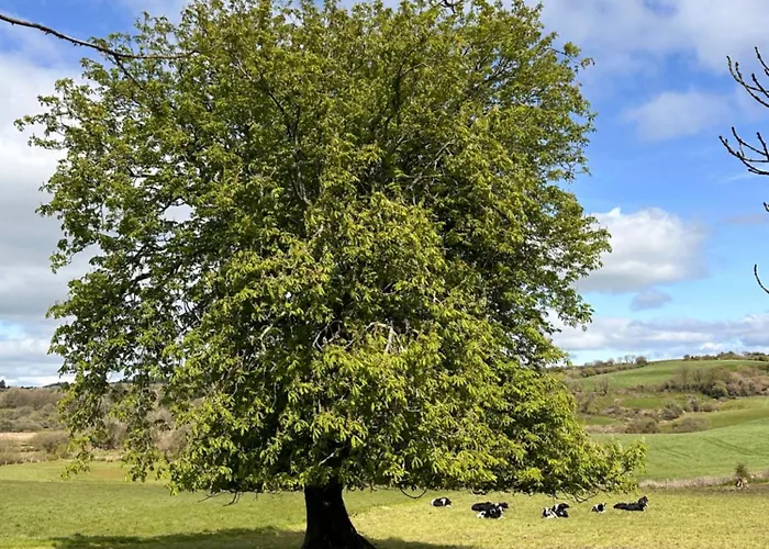 Chestnut View * Skibbereen